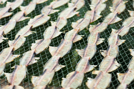 Dried fish on the netの写真素材