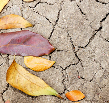 Dry leaves on dry soil as nature background