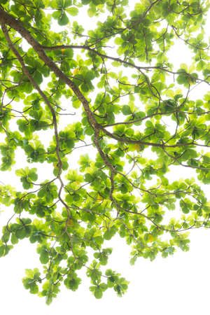 green leaves background  overhead viewの写真素材