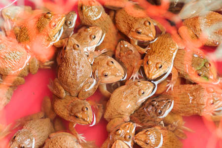 Frogs for sale - Thailand