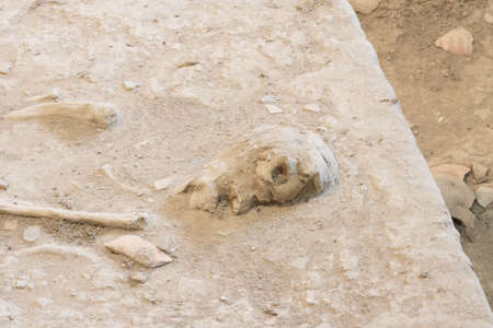 ancient skeleton corpse found underground - Ban Chiang , Thailandの写真素材