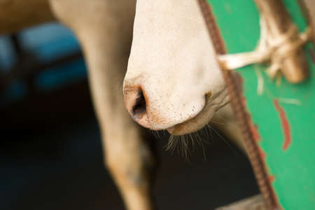 Cow's Mouthの写真素材