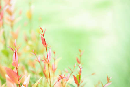 Soft focused of Red leaves for background - Soft light tone