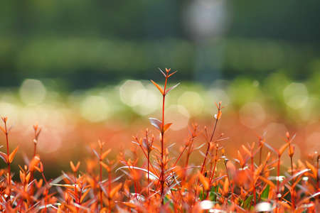 Red and Green leaves on treetop with bokehの写真素材