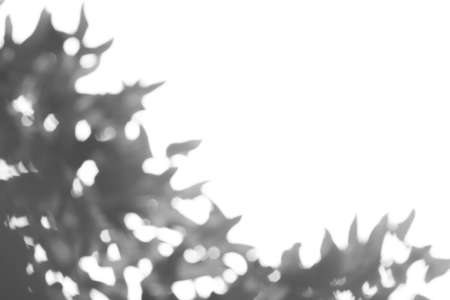 abstract Shadows of leaves -  isolated on white