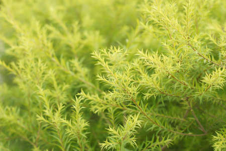 Soft focused of green leaves for backgroundの写真素材