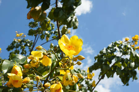 Cochlospermum regium, also known as Yellow Cotton Tree