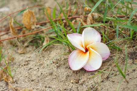 Plumeria flower on the ground in the wild as backgroundの写真素材