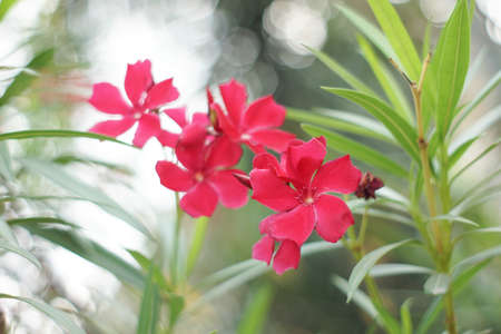Nerium oleander L.