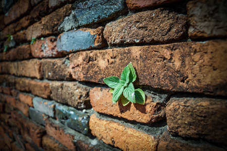 little tree are growing on old brick wall - Retro styleの写真素材
