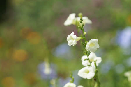 Wild flowers  with Blurry background