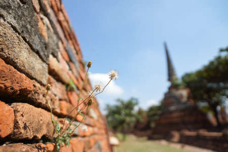 Weeds growing on old Red Bricks wall at Ayutthaya historical city ,Thailand.の写真素材