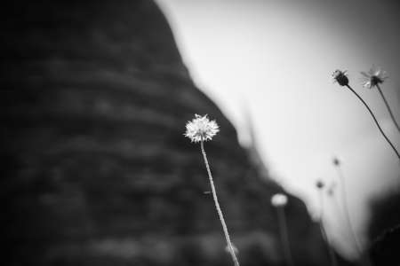 Weeds growing on old Red Bricks at Ayutthaya historical city ,Thailand.  - Black and Whiteの写真素材