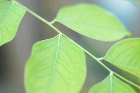 Blurry abstract green leavesの写真素材