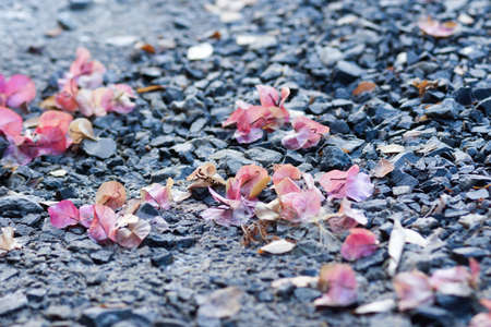 Fallen Bougainvillea -  Retro styleの写真素材