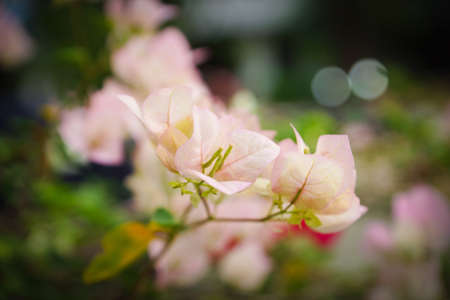 Bougainvillea flowers background