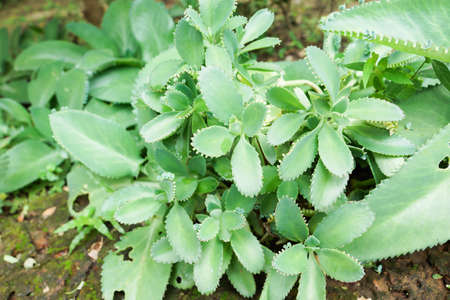 Green nature herbの写真素材