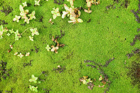 Green moss texture background - Background and frameの写真素材