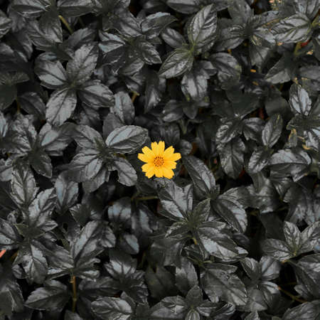 A yellow Little daisy flower on dark leaves background - Square shaped - Conceptual pictureの写真素材