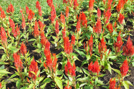 Celosia plumose