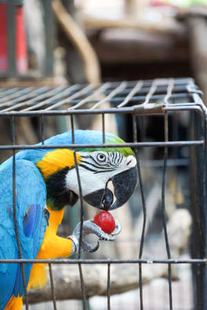 Macaw bird in cageの写真素材