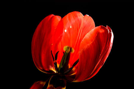 flower series: red tulip over black background