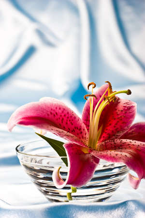 macro picture of pink lily, romantic moodの写真素材