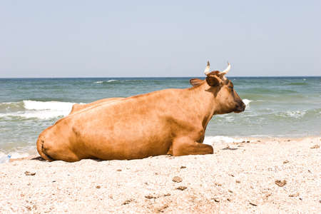 leisure series: cow take a sunbathe on the sea beachの写真素材