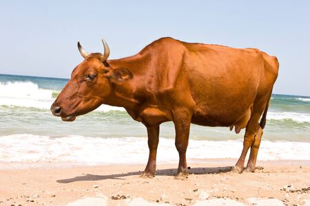 leisure series: cow take a sunbathe on the sea beachの写真素材