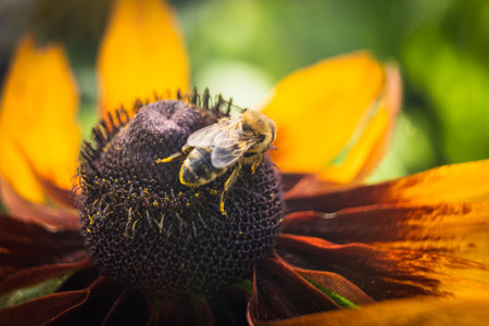 Bee on a flower of a black-eyed susan (Rudbeckia hirta)の写真素材