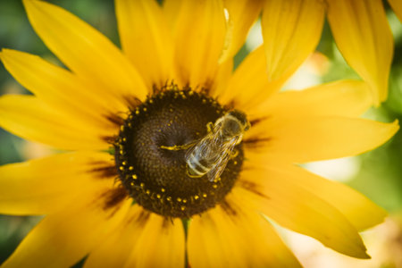 Bee on flower. Macro shot with shallow depth of field.