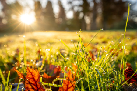 Morning dew on the grass in the park. Autumn background.の写真素材