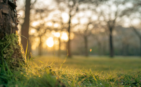 Sunset or sunrise in the woods with grass and trees in the foreground