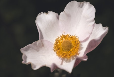 Close up of a white anemone flower on a dark background