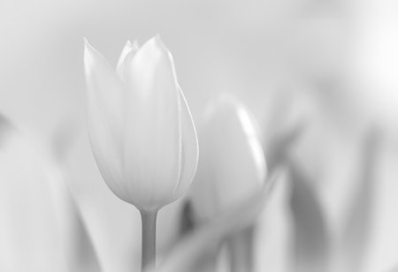 White tulips in monochrome tone. Abstract floral background.の写真素材