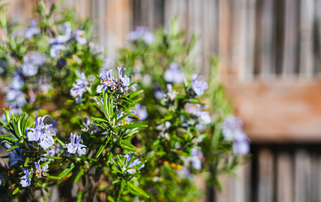 Rosemary flowers in the garden. Selective focus with shallow depth of field.の写真素材