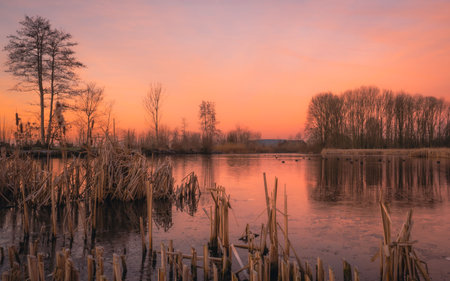Sunset on the lake in the spring, with reeds and treesの写真素材