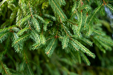 Green branches of spruce close-up on a blurred background.