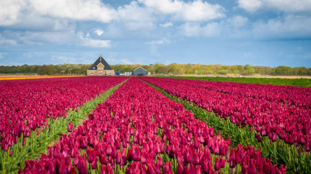 Tulips in an agricultural field in spring with a house in the backgroundの写真素材