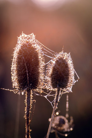 Dry thistles in the morning dew close-up