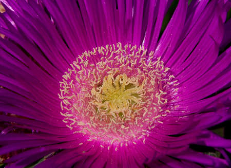 Close up of a purple wild plantの写真素材