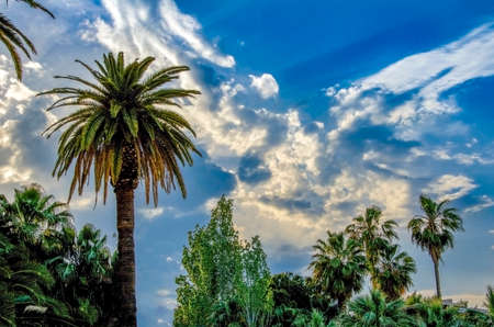 Palm trees  in Nafplion city, Greece