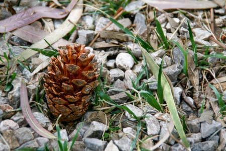 pine cone on the ground.Natural backgrounds