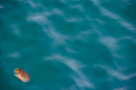 Brown jellyfish swims on turquoise waters. Natural backgrounds