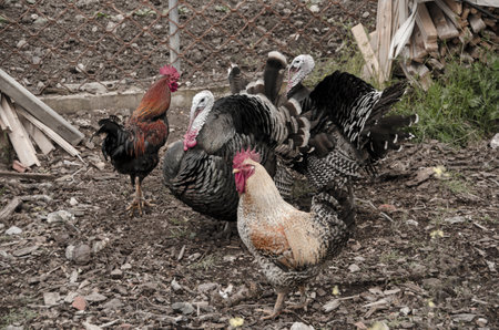 hens and turkeys graze freely in the outdoor mountainous coop and farm.Arcadia ,Greeceの写真素材