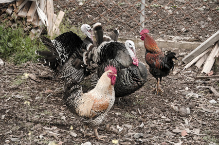 hens and turkeys graze freely in the outdoor mountainous coop and farm.Arcadia ,Greeceの写真素材