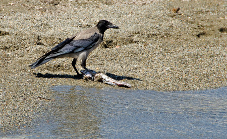 Raven eating a fish at seasideの写真素材