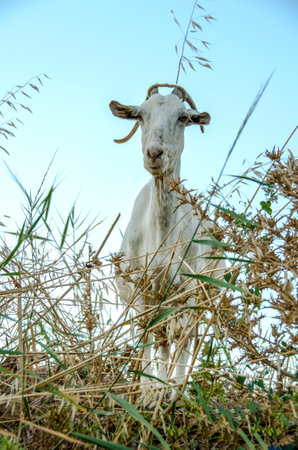 Farm animals. Curious white goat eating and looking in the fieldの写真素材