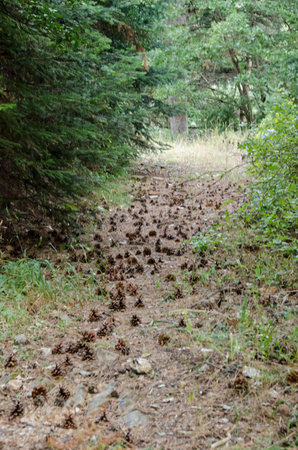 Path in forest. Trees and roots. Nature green wood backgrounds. zarouchla, greeceの写真素材