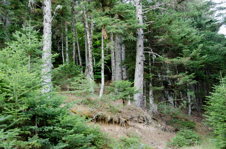 Path in forest. Trees and roots. Nature green wood backgrounds. zarouchla, greeceの写真素材